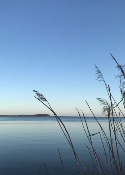 Scenic view wetland against clear blue sky